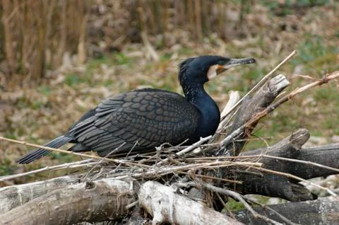 Nesting great cormorant Stock Photos