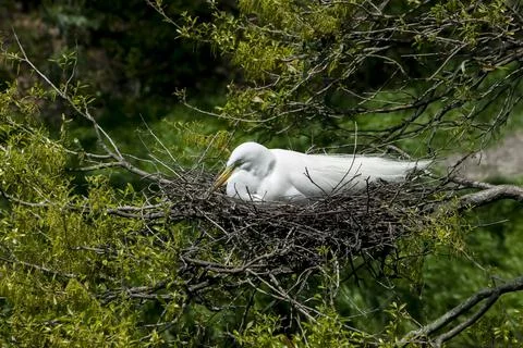 Nesting Great Egret Stock Photos