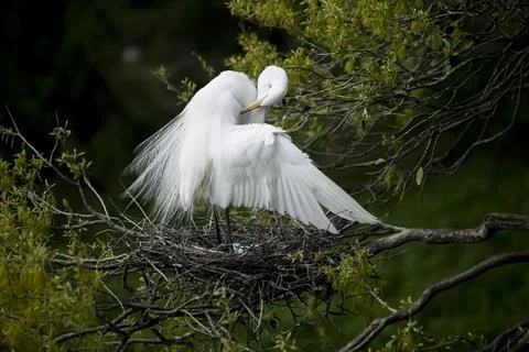 Nesting Great Egret Stock Photos