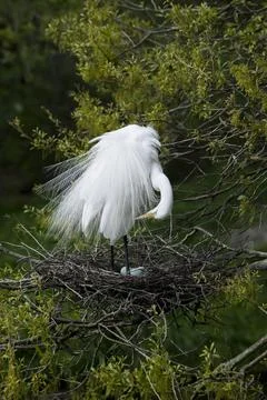 Nesting Great Egret Stock Photos