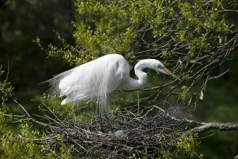 Nesting Great Egret Stock Photos