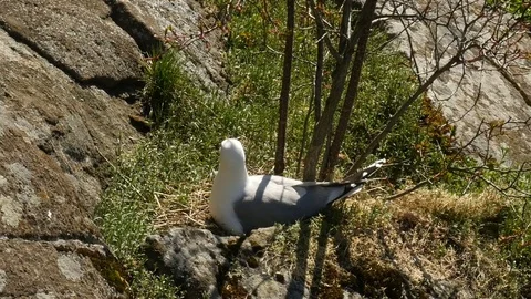 Nesting gull, bird nesting Stock-Footage 80610496