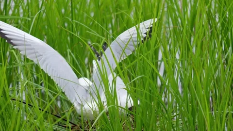 Nesting Gulls amongst the marsh reeds on a lakeside Видео 243570910