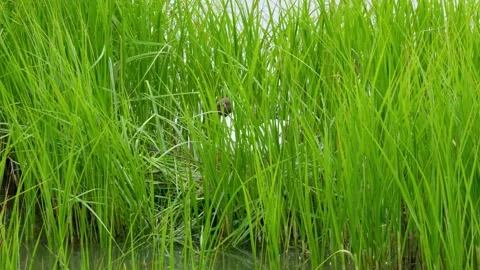 Nesting Gulls amongst the marsh reeds on a lakeside Stockbeeldmateriaal 243570995