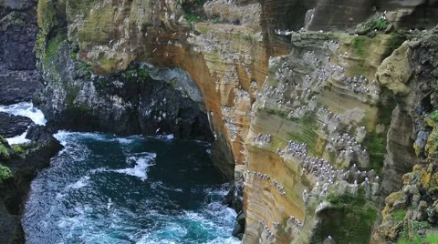Nesting gulls on the high cliff on Snafellsnes peninsula, Iceland, Europe. Stock Footage 67096695