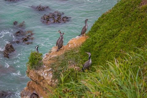 Nesting herons on the cliffs Stock Photos