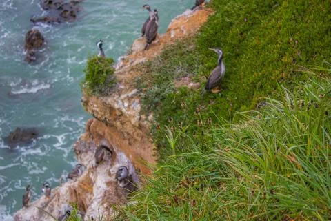 Nesting herons on the cliffs Stock Photos
