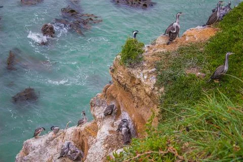 Nesting herons on the cliffs Stock Photos