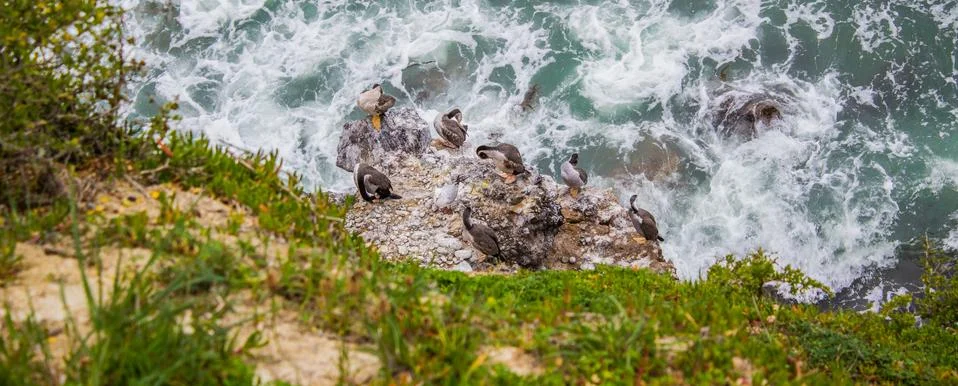 Nesting herons on the cliffs Foto stock