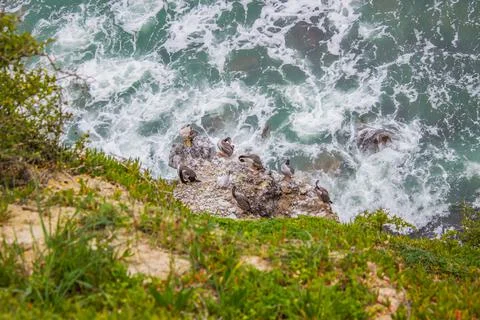 Nesting herons on the cliffs Foto stock