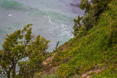Nesting herons on the cliffs Stock Photos