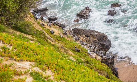Nesting herons on the cliffs Foto stock