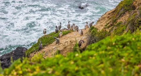 Nesting herons on the cliffs Stock Photos