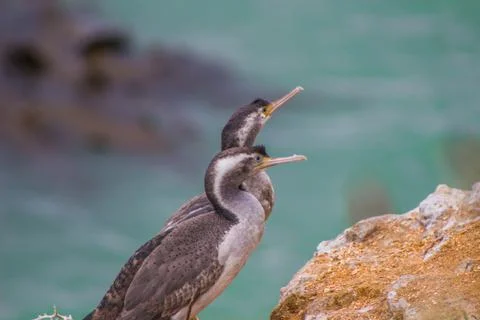 Nesting herons on the cliffs Foto stock