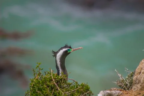 Nesting herons on the cliffs Stock Photos