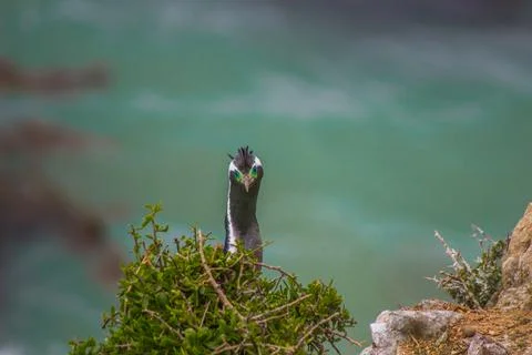 Nesting herons on the cliffs Foto stock