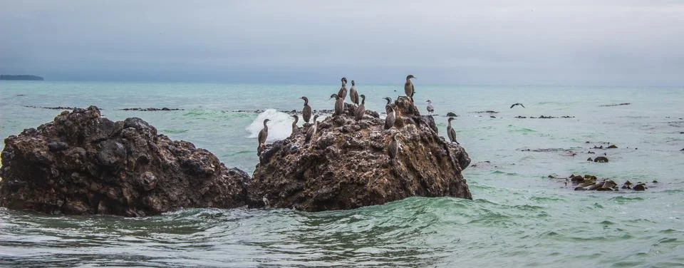 Nesting herons on the cliffs Foto stock