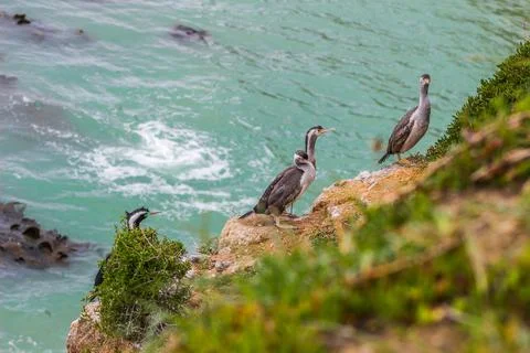 Nesting herons on the cliffs Foto stock