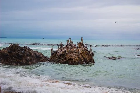 Nesting herons on the cliffs Stock Photos