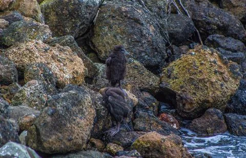 Nesting herons on the cliffs Stock Photos