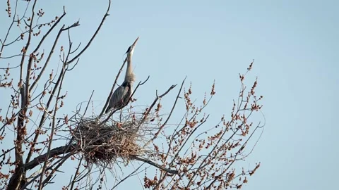 Nesting Herons Stock Footage 236946771