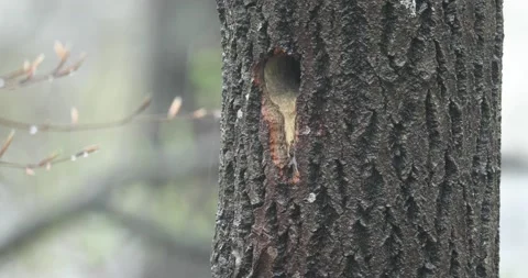Nesting hole in Aspen tree with heavy rain Stock Footage 154156250
