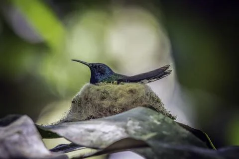 Nesting hummingbird Stock Photos