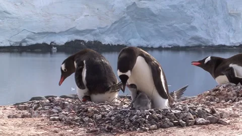 Nesting Jentu Penguin Stock Footage 170357976