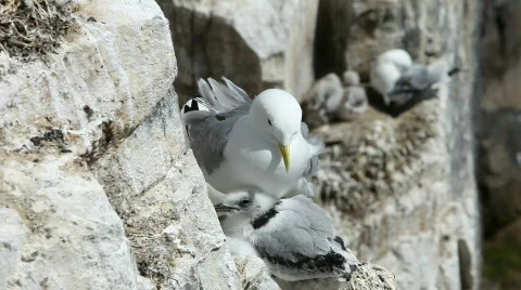 Nesting Kittiwake and chick Stock Footage