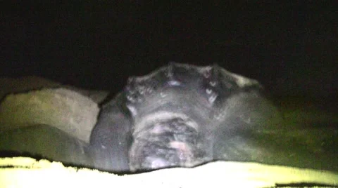 Nesting Leatherback Turtle front angle 動画素材 1007302