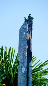 Nesting Macaw Stock Photos