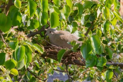 Nesting Mourning Dove Stock Photos