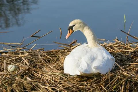Nesting Mute Swan Stock Photos