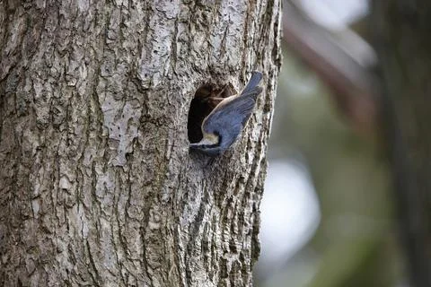 Nesting nuthatch Stock Photos