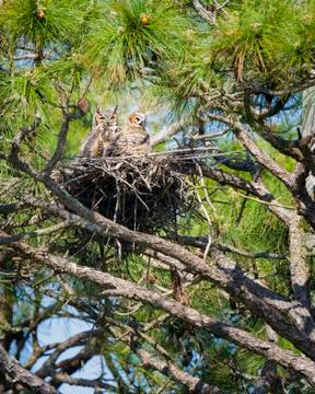 Nesting Owls Stock Photos