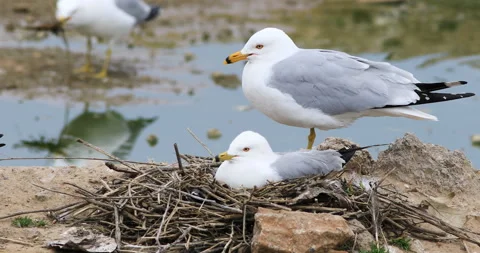 Nesting pair of Ring-billed Gull, Larus delawarensis, exclusive 4K Stock Footage 172000308
