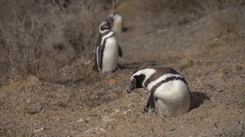 Nesting Penguin on shore Stock Footage 88937917