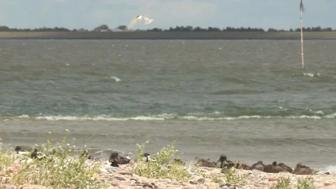 Nesting place of little terns Stock Footage 158507044
