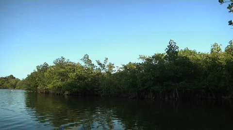 Nesting Platform Stock Footage 304838