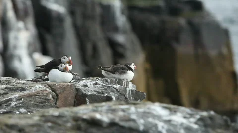 Nesting Puffins Stock Footage 756616