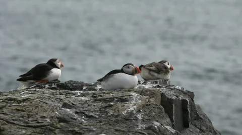 Nesting Puffins Stock Footage 756849