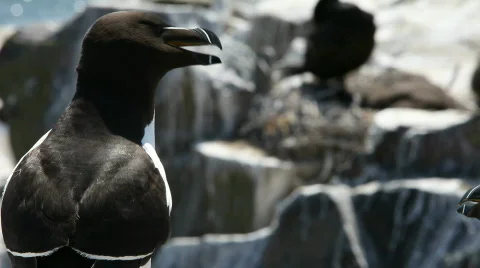 Nesting Razorbills 库存影片 758054