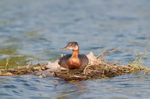 Nesting Red-necked Grebe (Podiceps grisegena). Stock Photos