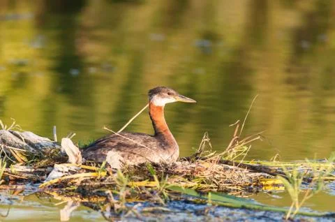 Nesting Red-necked Grebe (Podiceps grisegena). Stock Photos