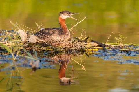 Nesting Red-necked Grebe (Podiceps grisegena). Stock Photos