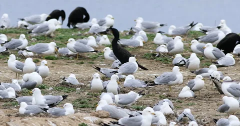 Nesting Ring-billed Gulls, Larus delawarensis with cormorants, exclusive 4K Stock Footage 172000366