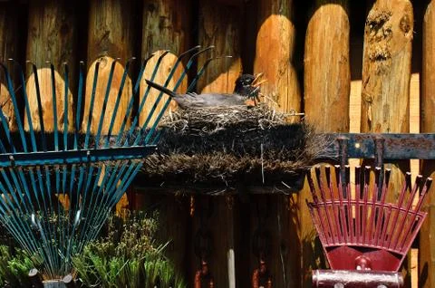 Nesting robin Stock Photos