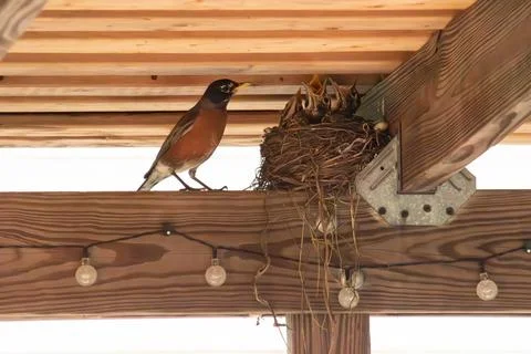 Nesting robins Stock Photos