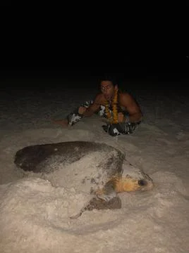 Nesting Sea Turtle Foto stock