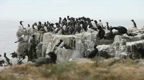 Nesting Seabirds 库存影片 755480